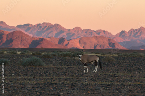 single oryx antelope in sossusvlei landscape during 2021 self drive in beautiful light setting