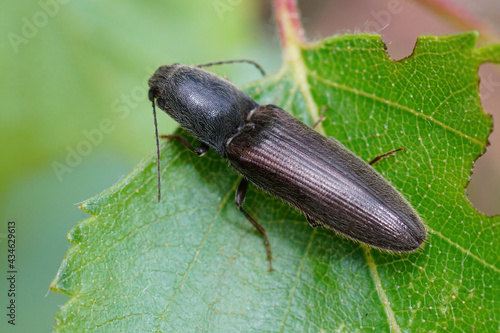Closeup on one of the more common clik beetles, Athous haemorrhoidalis , hanging on a green leaf