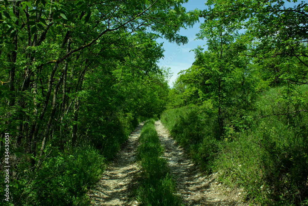 old road in the woods