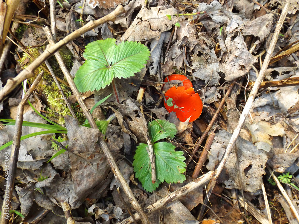 Two tiny sarcoscypha coccinea mushrooms in the foliage Two tiny sarcoscypha coccinea mushrooms in the foliage