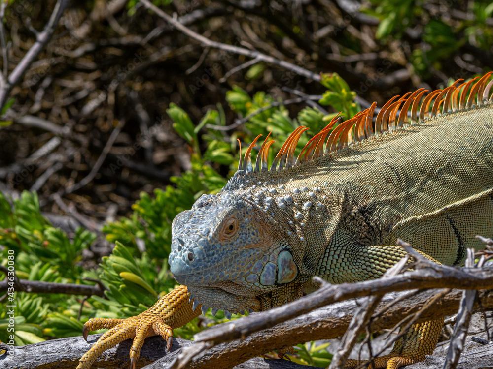 Naklejka premium Angry upset iguana lizzard reptile in a beach in san andres colombia 
