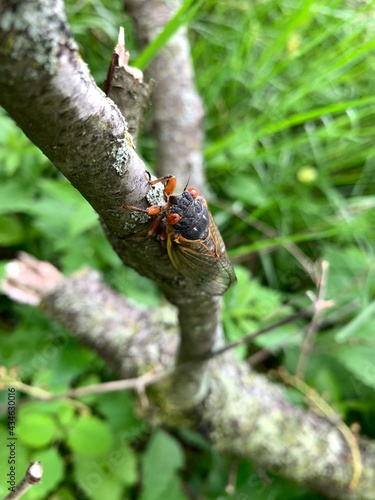 Pharaoh cicadas emerge after being dormant underground for seventeen years in Indiana.