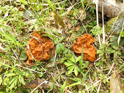 Two gyromitra gigas mushrooms in the grass photo