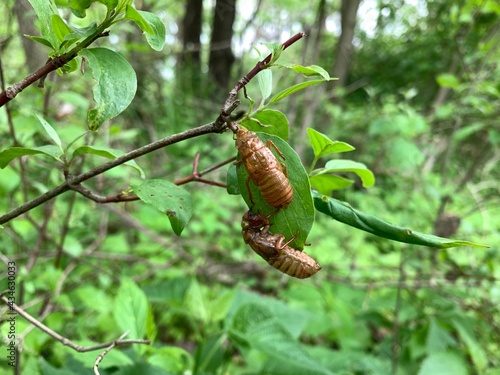 Pharaoh cicadas emerge after being dormant underground for seventeen years in Indiana.