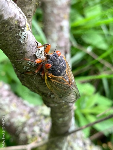 Pharaoh cicadas emerge after being dormant underground for seventeen years in Indiana.