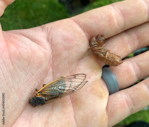 Pharaoh cicadas emerge after being dormant underground for seventeen years in Indiana.