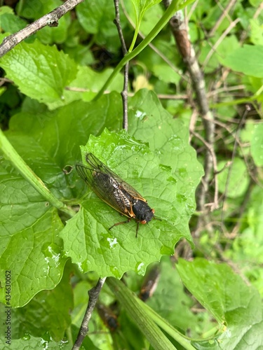 Pharaoh cicadas emerge after being dormant underground for seventeen years in Indiana.