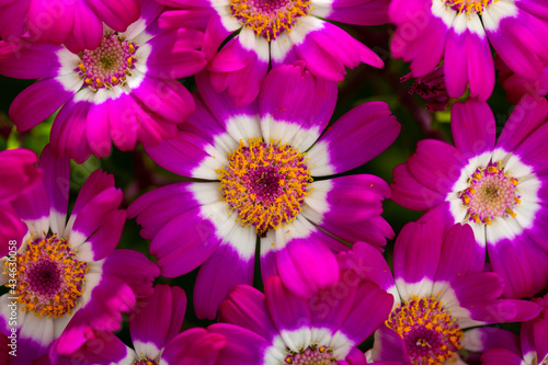 Species of flowering Cineraria  a herbaceous plant in the Asterceae family