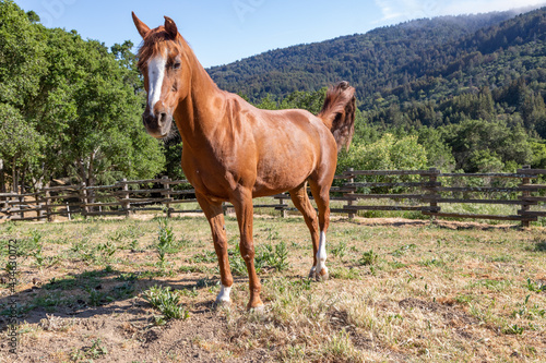 Arabian Horse Mare in a Fenced Pasture With a Backdrop of Wooded Hills