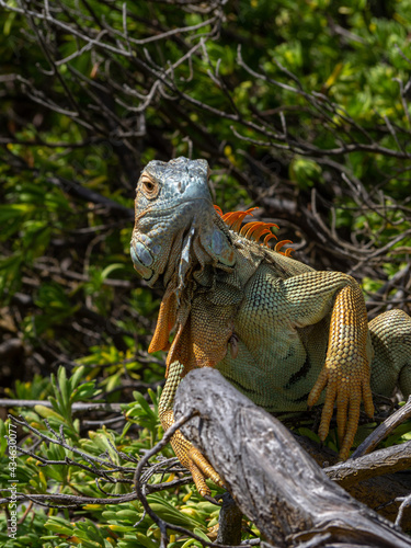 Angry upset iguana lizzard reptile in a beach in san andres colombia 
