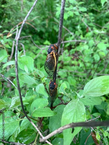 Pharaoh cicadas emerge after being dormant underground for seventeen years in Indiana.