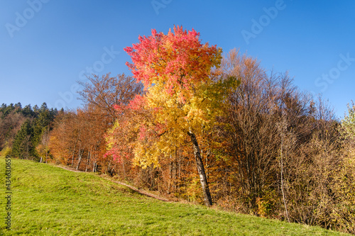 Vivid yellow red autumn tree