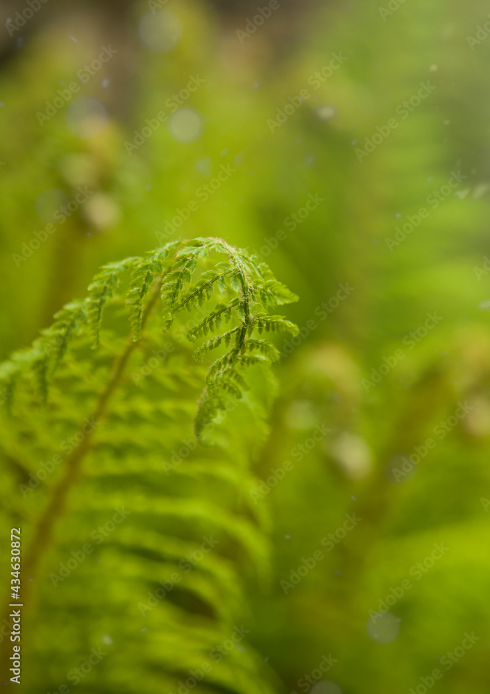 Close-up of a curled green fern leaf. natural background. Close-up of a curled green fern leaf. natural background.