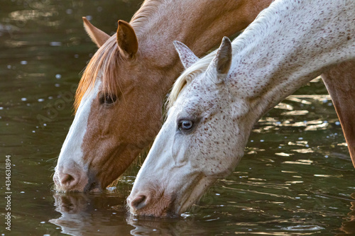 Band of wild horses in the Arizona desert drinking water and eating food © MaryHerronPhoto