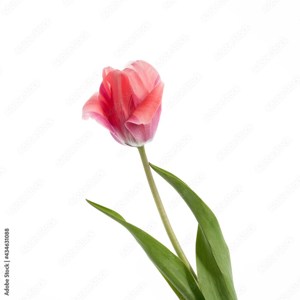 red tulip close-up, isolate on white background, romantic spring flower, Mother's day background red tulip close-up, isolate on white background, romantic spring flower, Mother's day background