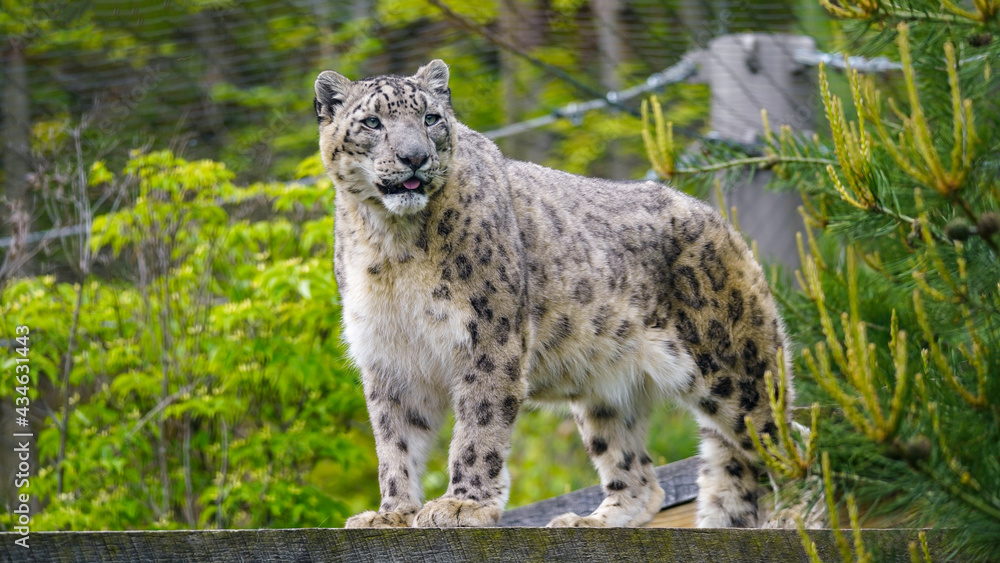 Obraz premium Snow Leopard