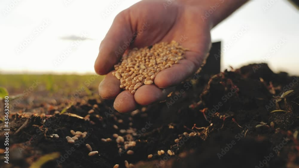 Planting seeds. Hand sowing wheat seeds. Male farmer with wheat seeds throwing to field at sunset. Sowing of wheat in the ground. Man farmer working in the field. Business agriculture concept.