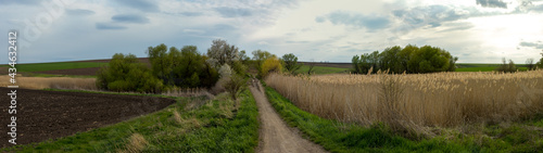 beautiful panorama of green meadows and lakes with reeds in the countryside
