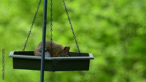 American Red Squirrel in a Chained Swinging Feeder in Spring