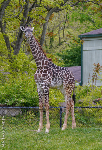 Photography Young Masai Giraffe