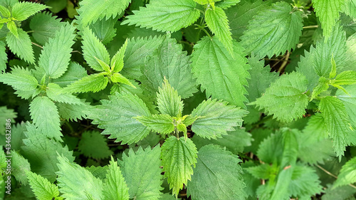 green leaves of growing nettle, top view