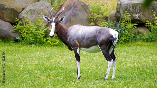Adult Bontebok