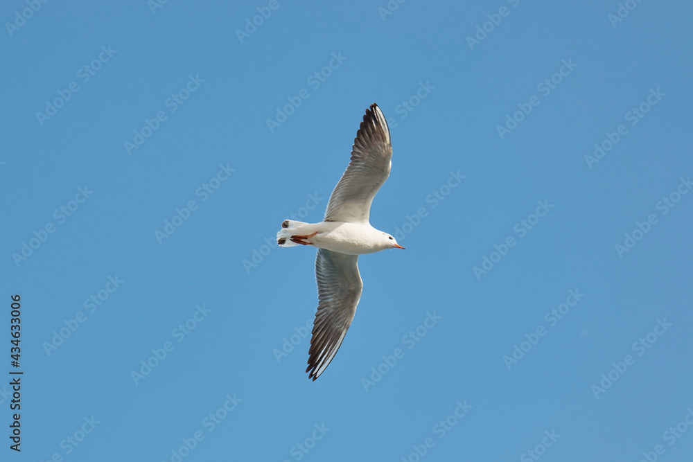a gull bird flies in the sky close up a gull bird flies in the sky close up