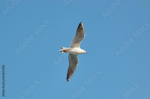 a gull bird flies in the sky close up