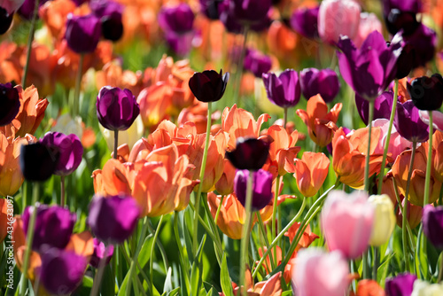 Fototapeta Naklejka Na Ścianę i Meble -  A field of tulips, the regular shapes of flowers in close-up. Pink tulips growing densely close to each other.