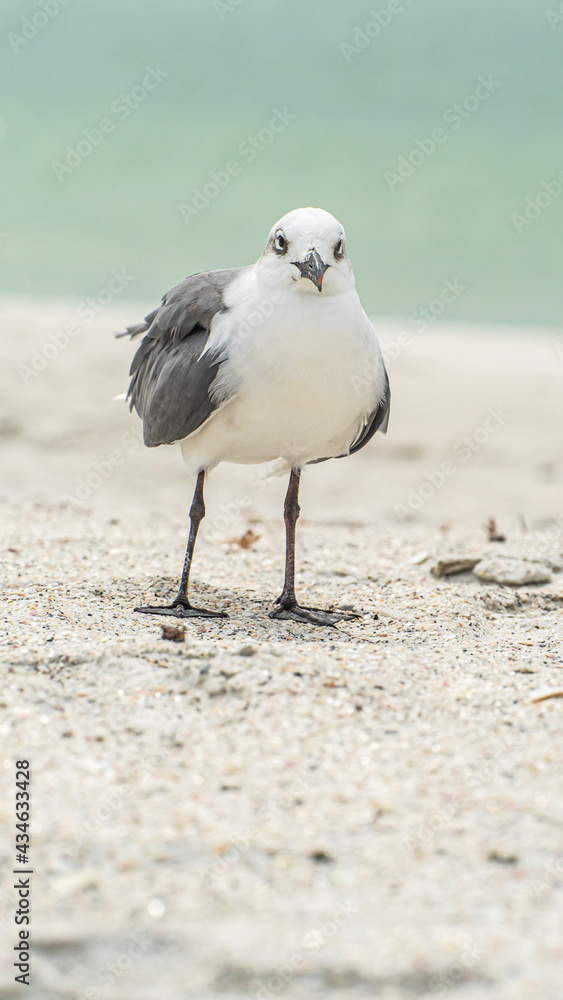 Laughing Gull standing on top of a sandy beach close up along shore Laughing Gull standing on top of a sandy beach close up along shore