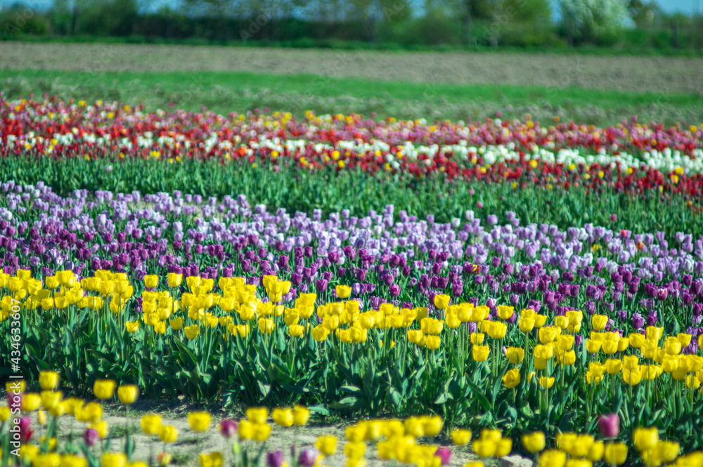 Multicolored beds of beautiful blooming tulips