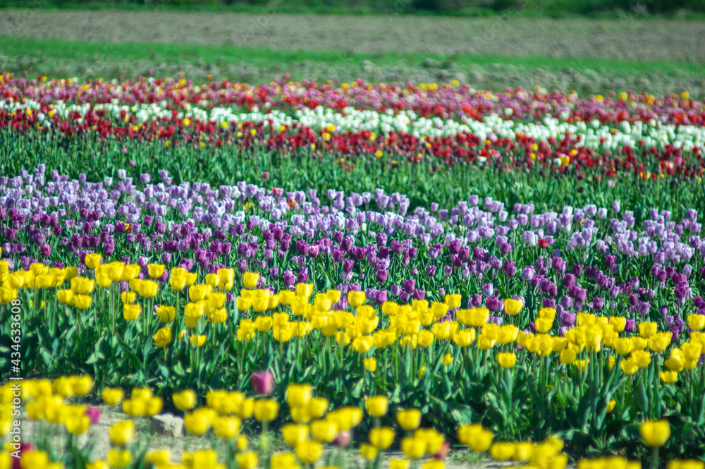 Multicolored beds of beautiful blooming tulips