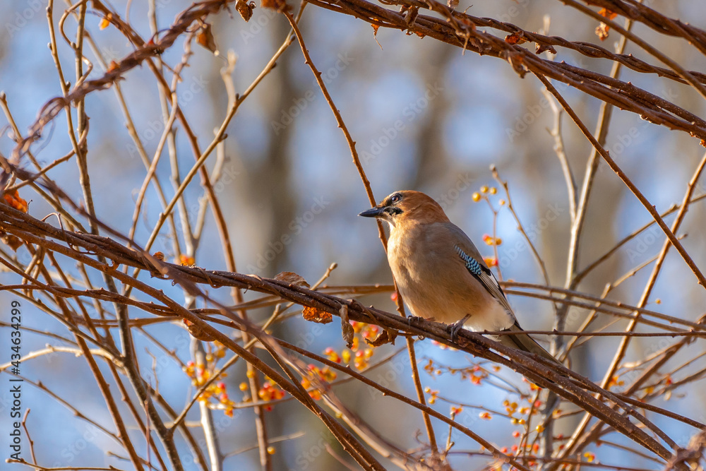 Fototapeta premium Jay