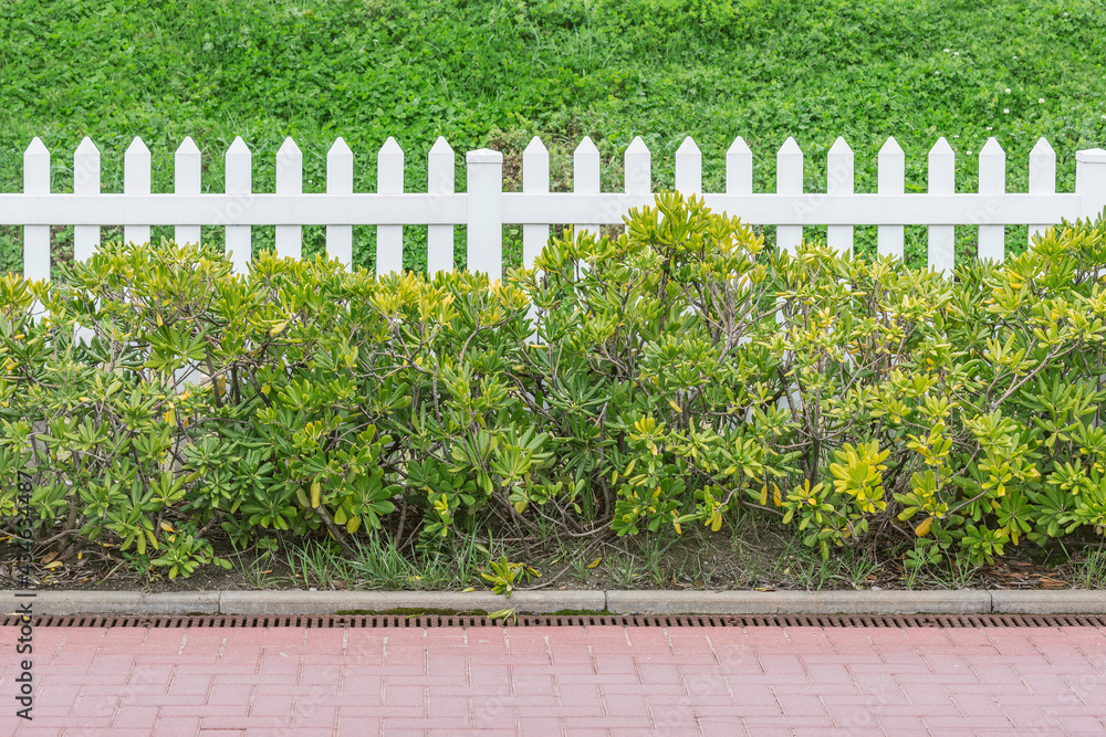 White wooden fence along the road. White wooden fence along the road.