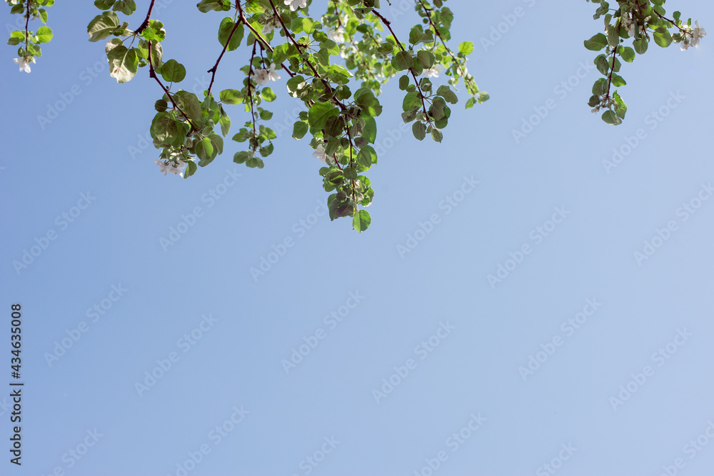 Green leaves and blue sky background with place for text (copy space). Green leaves and blue sky background with place for text (copy space).