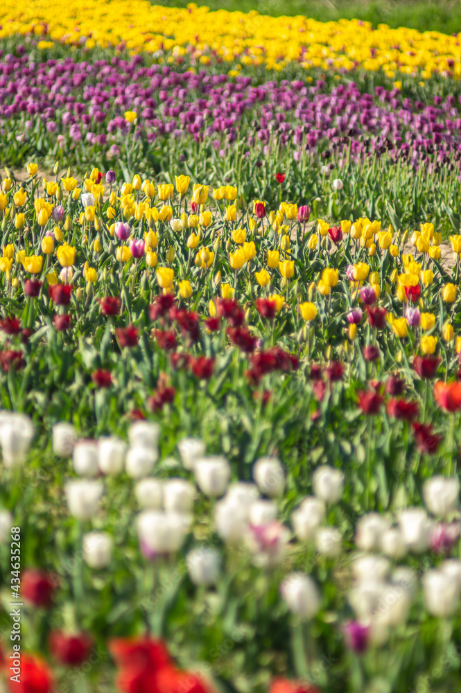 Colorful multicolored beds of tulips on a spring day