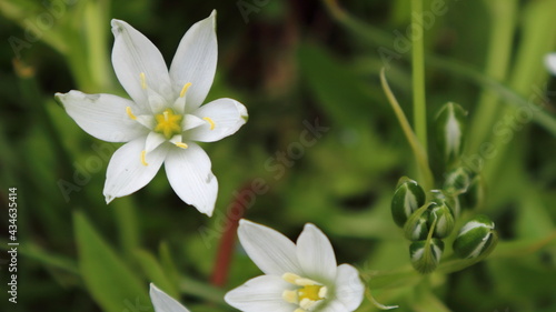 Small white wildflowers-stars on a green spring meadow.