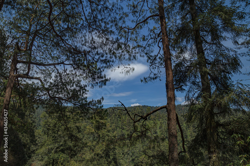 mirador árboles con nubes 