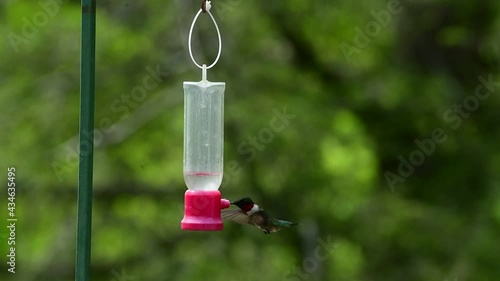 Hovering Hummingbird on a Bright  Spring Day