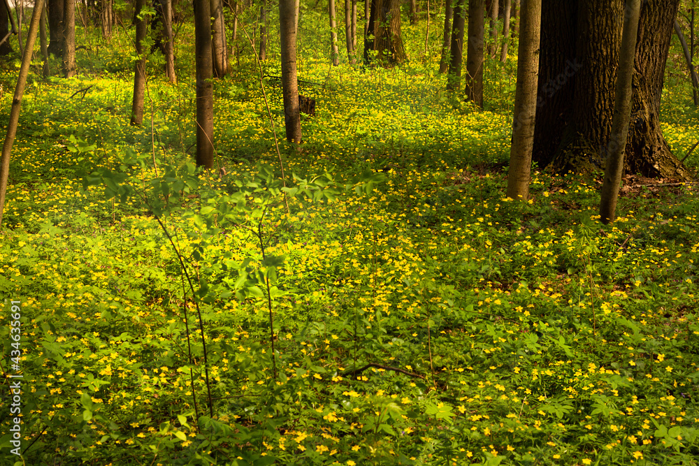 Anemone buttercup . in the spring forest.The ground is covered with yellow flowers Anemone buttercup . in the spring forest.The ground is covered with yellow flowers