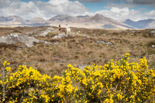 Wild yellow flowers by a barber fence in focus. Couple of donkey and beautiful scenery in the background. Connemara, county Galway, Ireland. Warm sunny day, Irish landscape