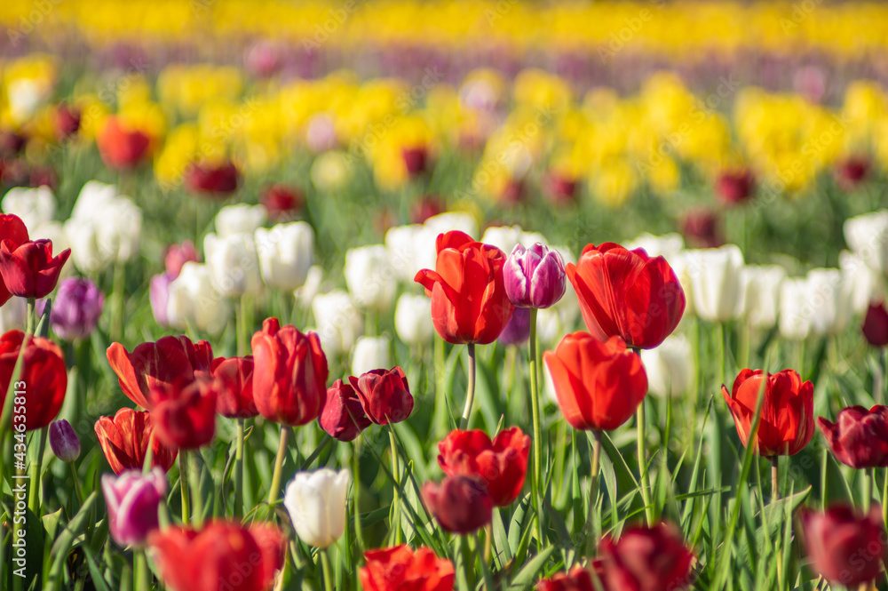 Colorful multicolored beds of tulips on a spring day