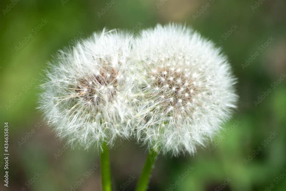 Two round dandelions (fluff). White round flower in the daytime.