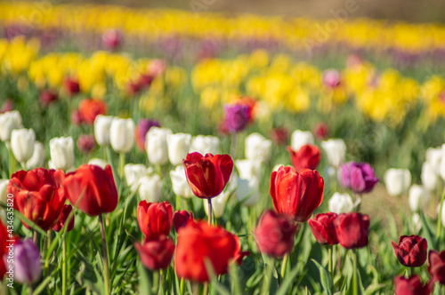 Colorful multicolored beds of tulips on a spring day