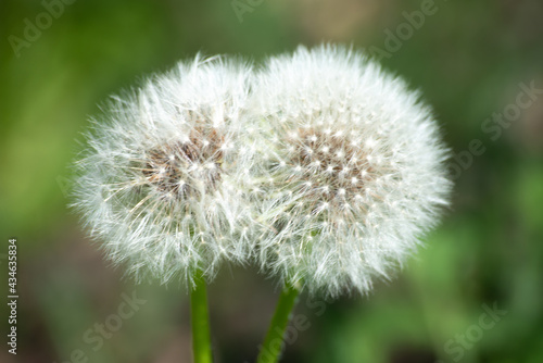 Two round dandelions  fluff . White round flower in the daytime.