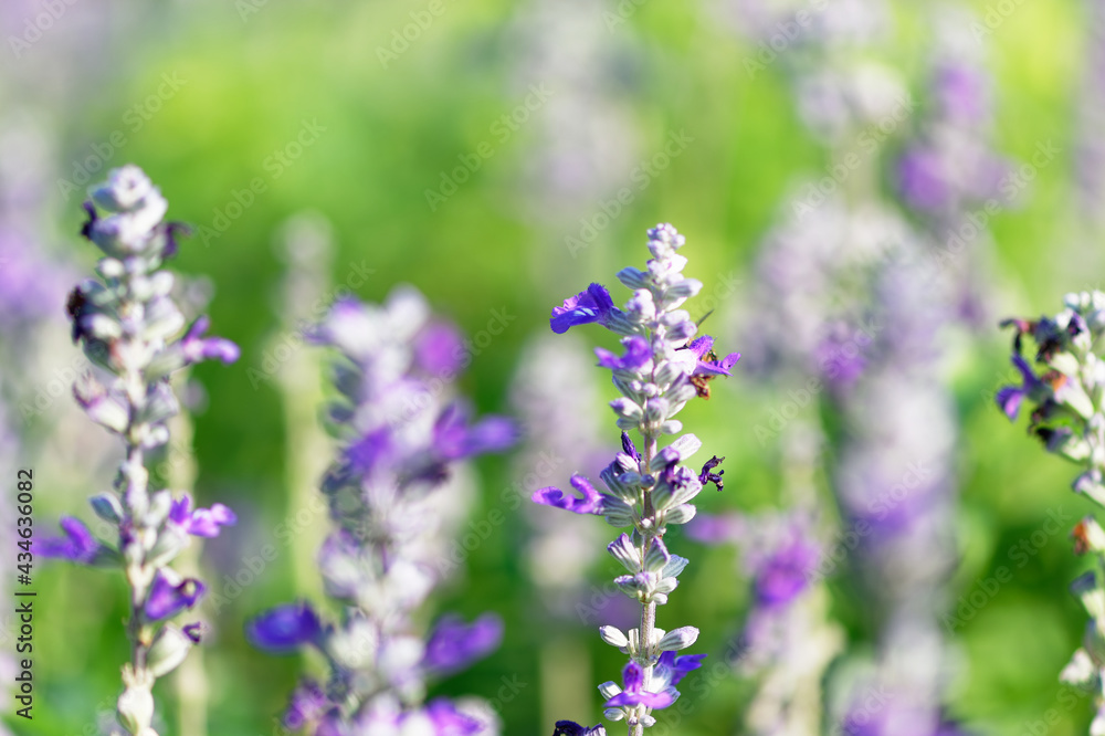 Group of flower blooming in garden with selective focus beauty background Group of flower blooming in garden with selective focus beauty background