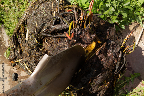The rhizome of a water lily after wintering in a film pond. Division of the rhizome.Reproduction and cultivation, growing of Nymphaea.