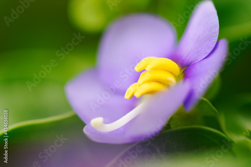 Persian violet, Exacum affine small purple flower closeup beauty banner plant hobby photo