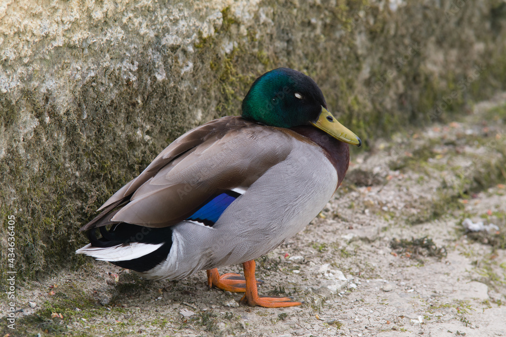 Obraz premium Monsieur canard veille