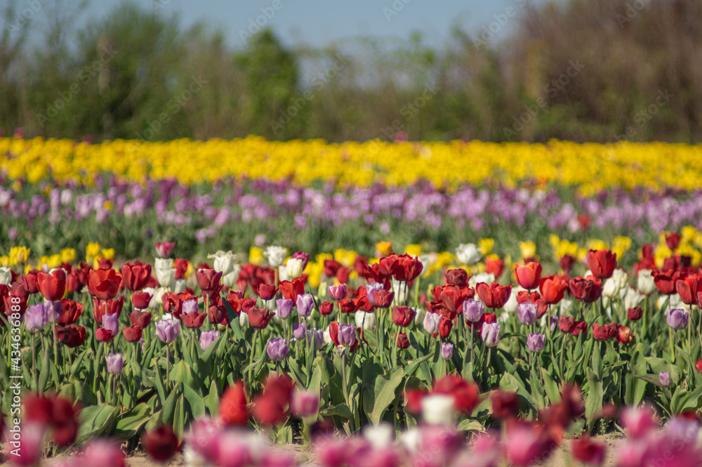 Horizontal row of multicolored tulips on a field